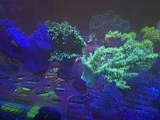 Soft Coral Frag Pack 10x Frags Beginners Pack. Leathers Zoanthid Exc picture