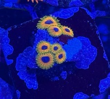 Great Owls Zoa Colony 10+ Polyps picture