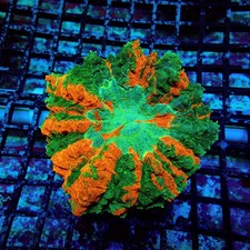 WYSIWYG - Acanthophyllia Premium picture