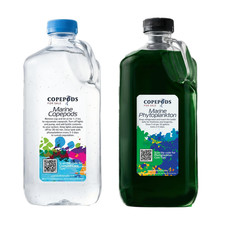 Live Copepods 1 Gallon + Phytoplankton 1 Gallon Combo - 5-Species Mix picture