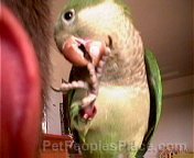 Bird Chewing Claw