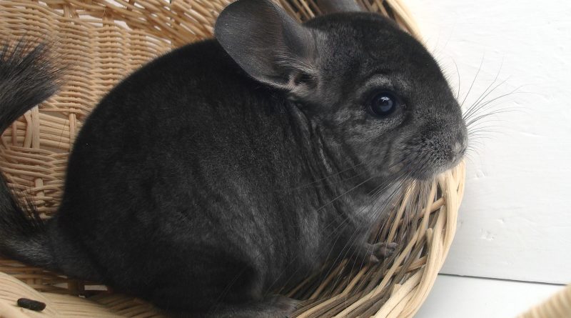 How to Care for Your Pet Chinchilla
