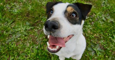 dog dental health