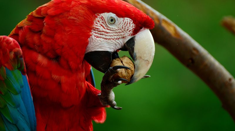 Healthy Snacks and Treats Your Parrot is Sure to Love