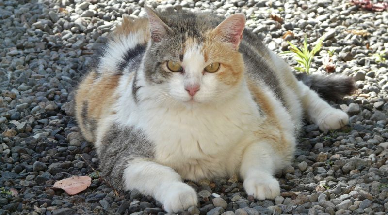 7 Tips to Help Your Cat Lose Weight