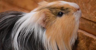 6 Reasons to Consider Getting a Pet Guinea Pig
