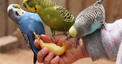 Caring for Your New Pet Parakeet