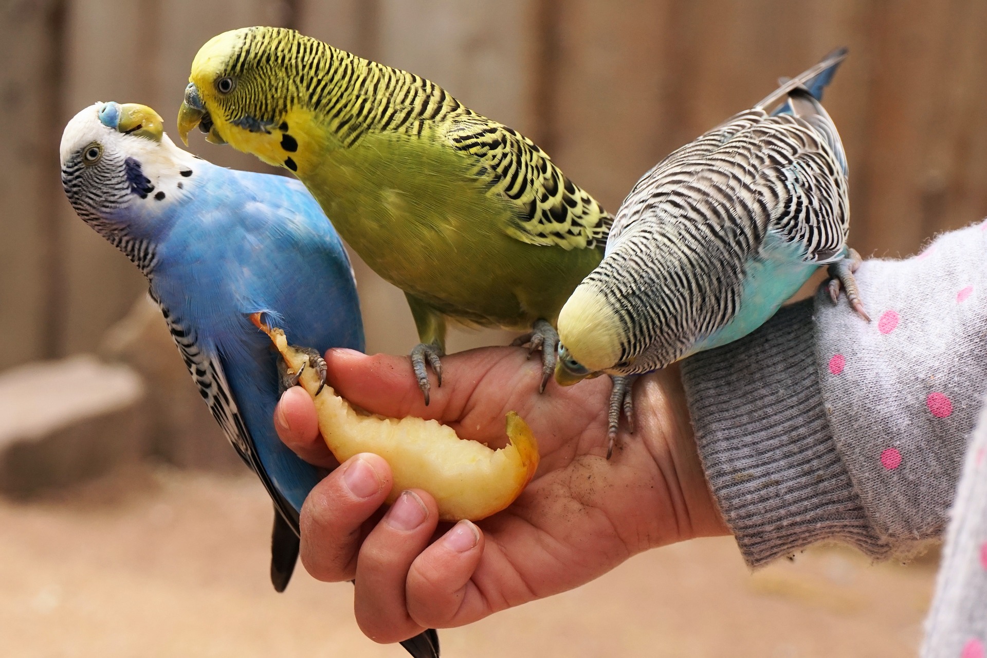 Caring for Your New Pet Parakeet