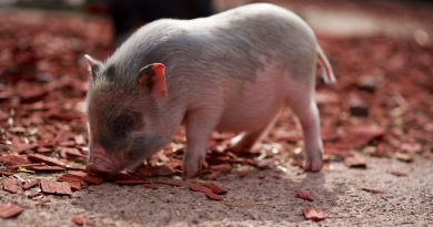 Do Pot-Bellied Pigs Make Good Pets?