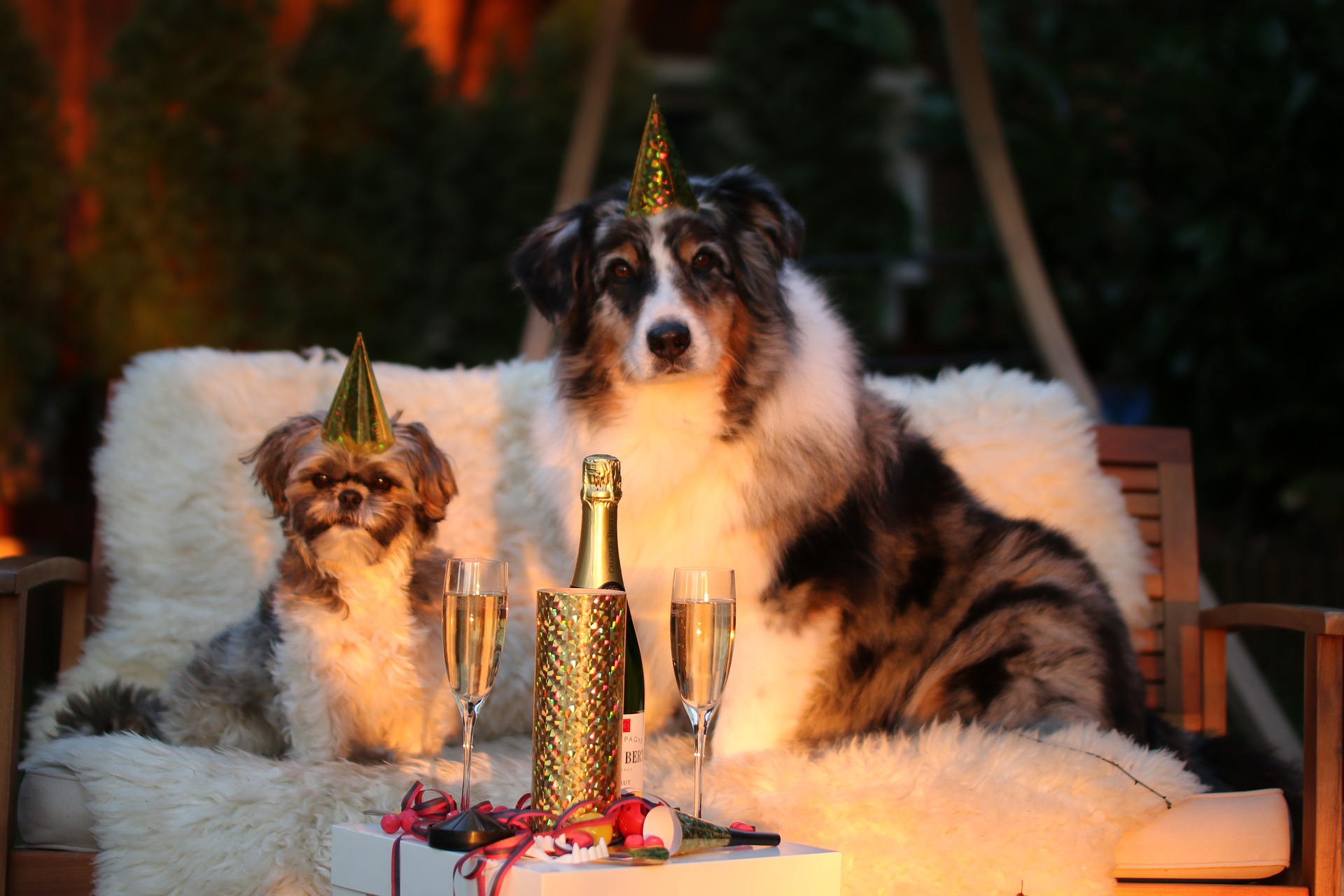 New Years Resolutions for Pet Owners
