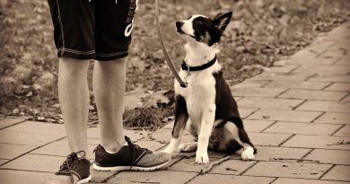 Four Basic Commands Every Dog Should Know