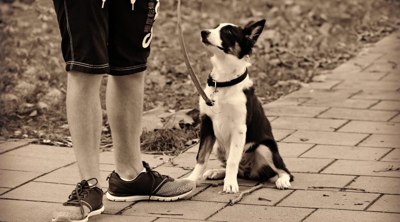 Four Basic Commands Every Dog Should Know