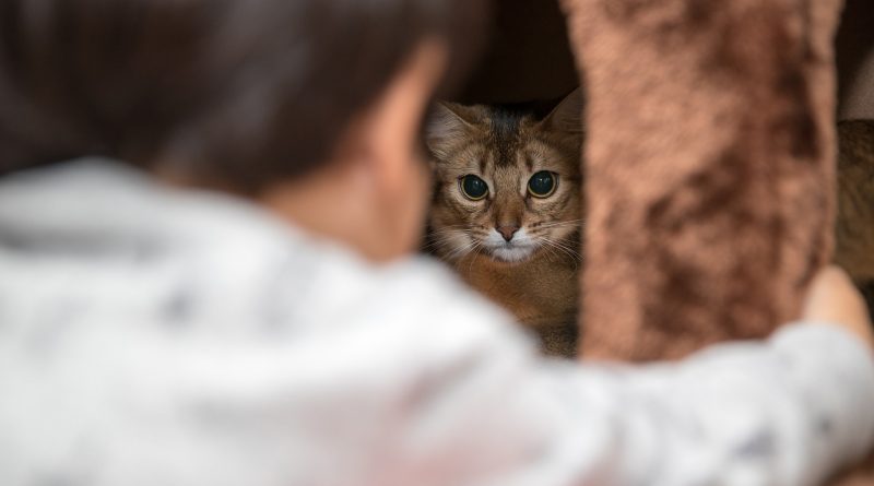 Cat Behavior Changes: Red Flags to Watch Out For