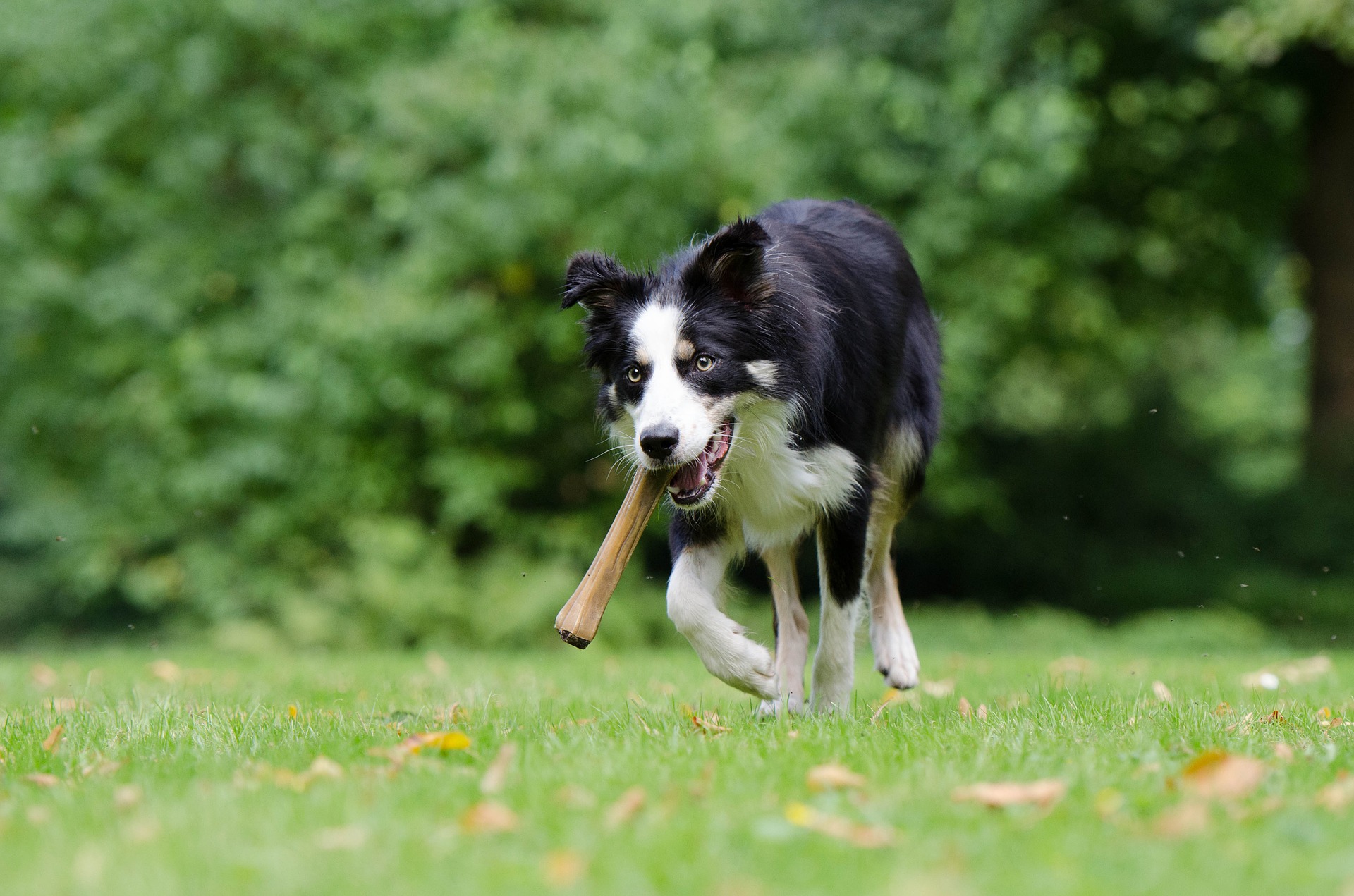 Chew on This, Not That: How to Choose the Safest Chew Toys for Your Dog