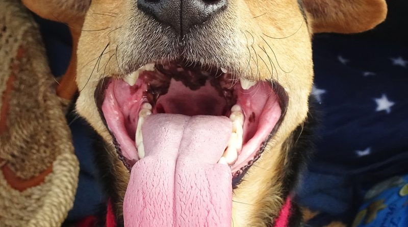 Doggy Breath: Is it Normal and How Can You Fix it?