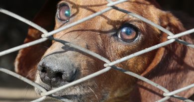 Pet Theft Prevention: 7 Tips to Keep Your Pet Safe