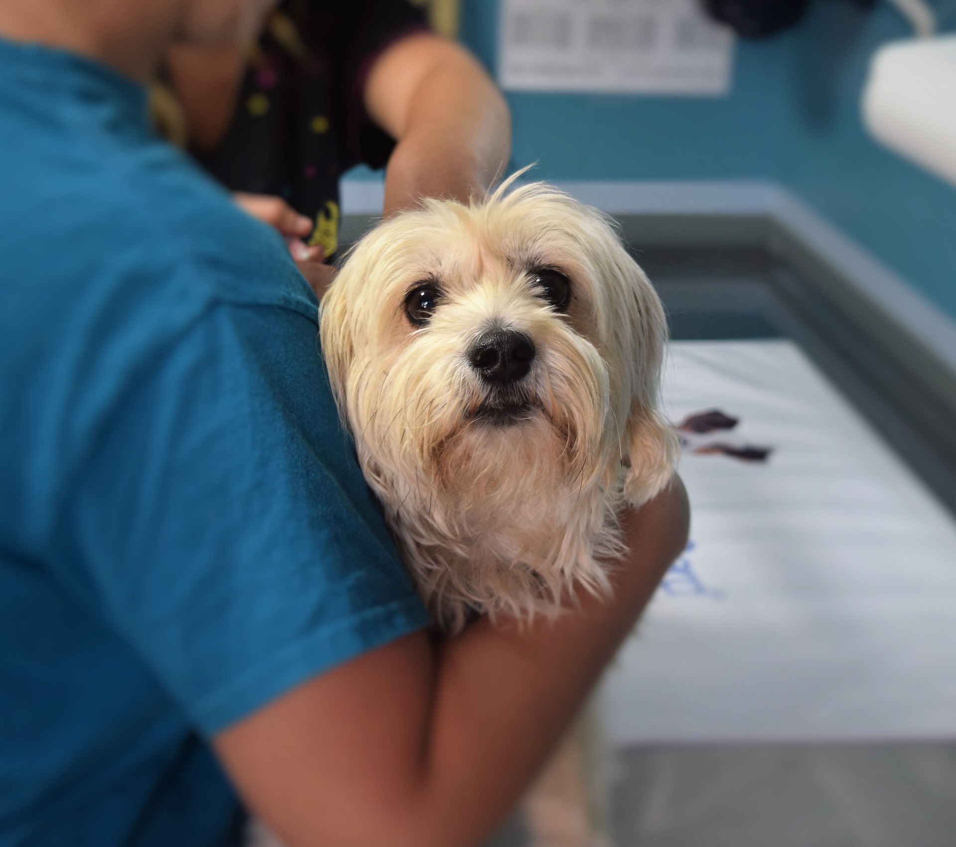 6 Tips for Easier Vet Visits for You and Your Dog