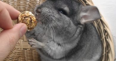 8 Key Things to Know About Chinchillas