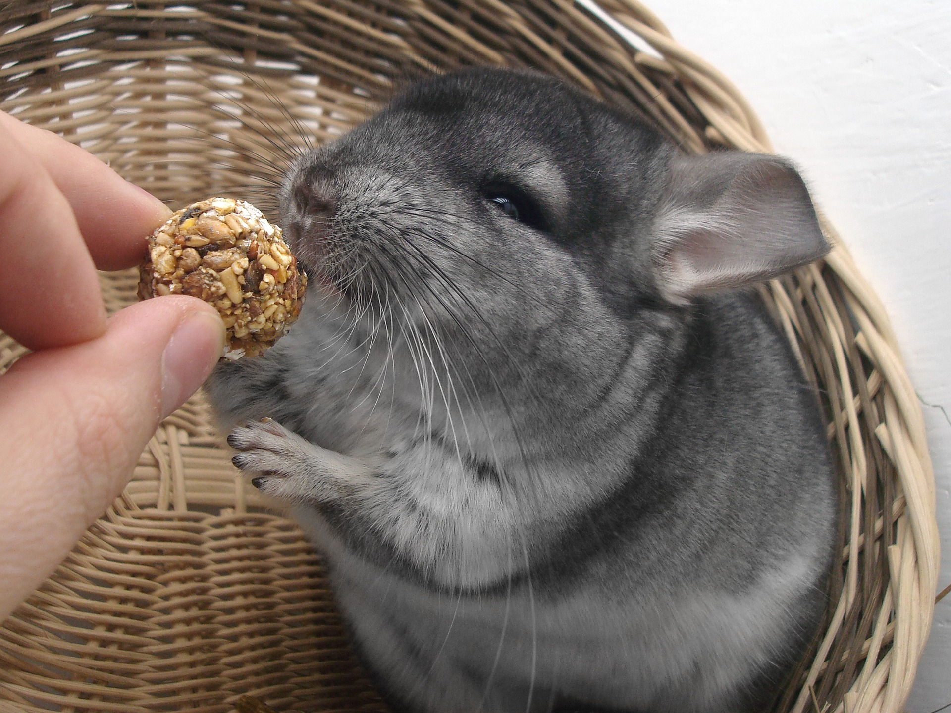 8 Key Things to Know About Chinchillas