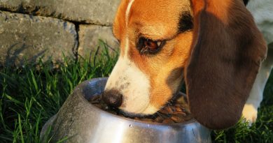 Transitioning Your Dog to a New Food
