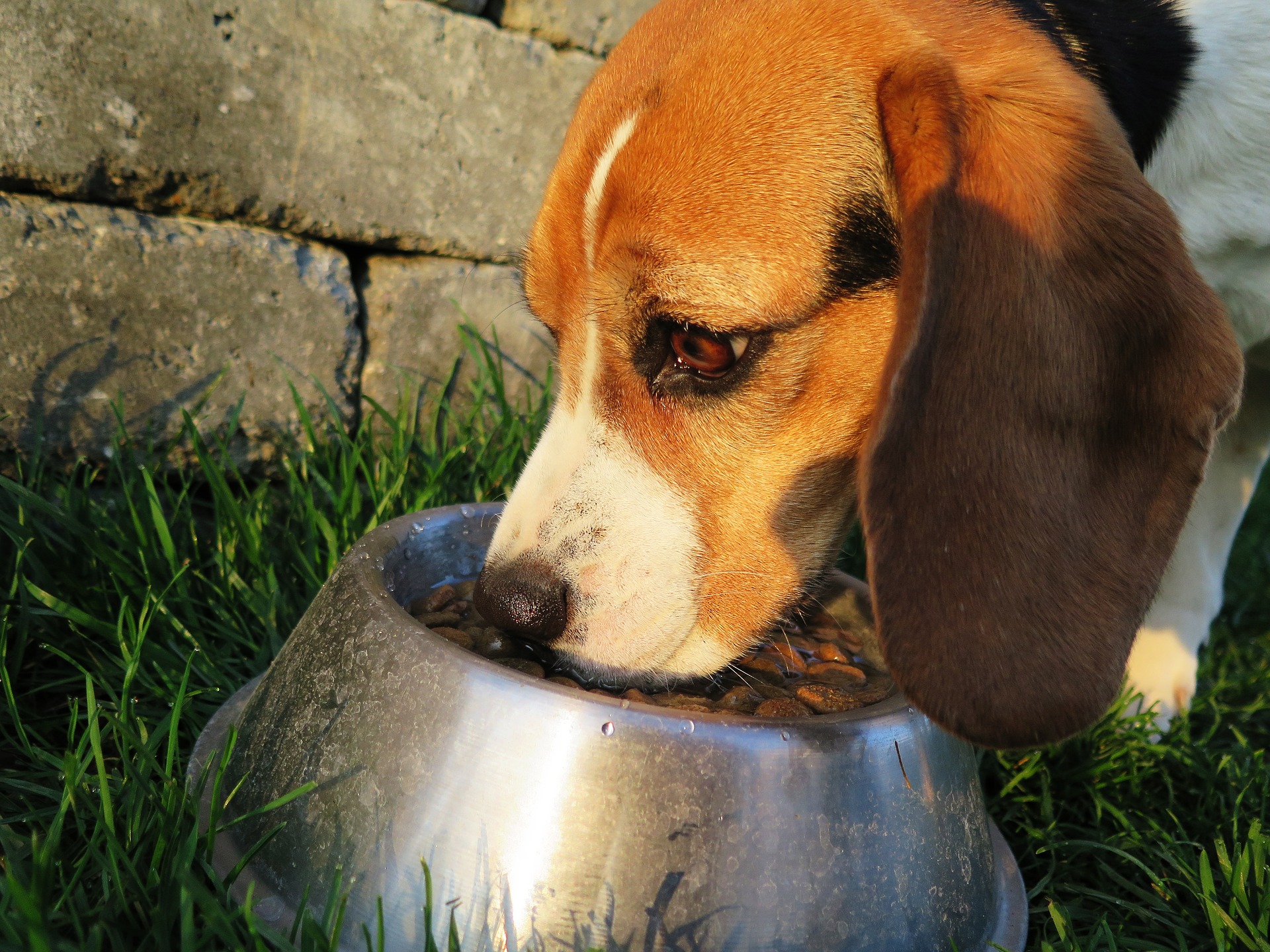 Transitioning Your Dog to a New Food