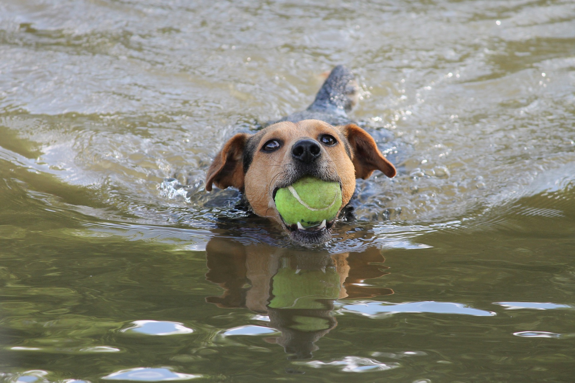 6 Springtime Activities Any Dog Will Love