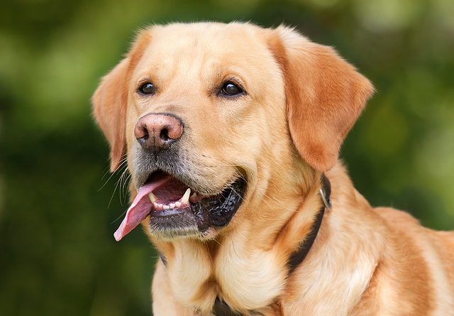 6 Easy Ways to Know if Your Dog is Healthy
