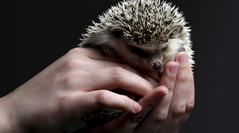Do Hedgehogs Make Good Pets? Here’s What You Need to Know!