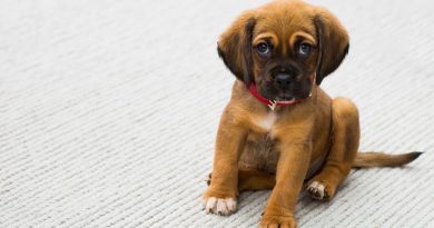 Simple Tips for Potty Training Your Puppy