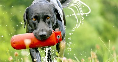 The Best Dog Breeds for Outdoor Enthusiasts