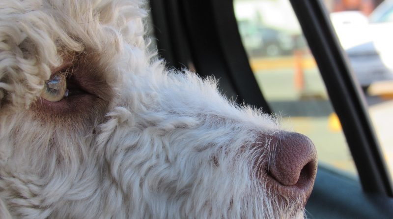 4 Natural Ways to Relieve Your Dog’s Car Sickness