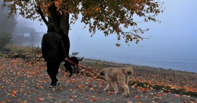 4 Ways to Make Your Dog Walks More Fun