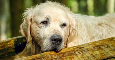 Canine Kennel Cough (What It Is and How to Help)
