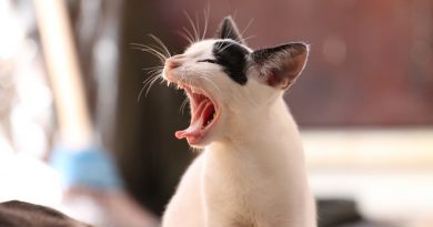 What to Do About Your Cat’s Stinky Breath