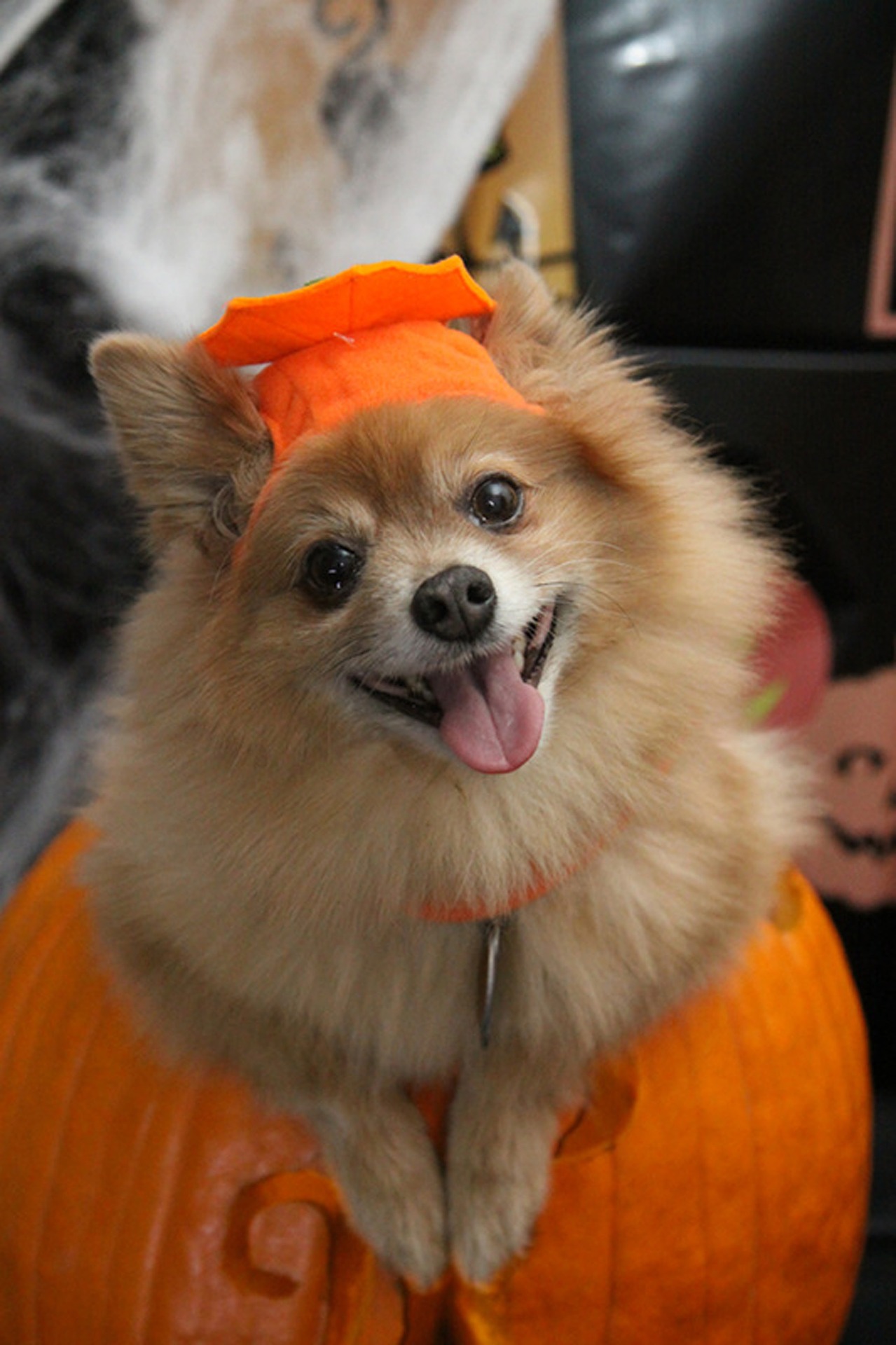Trick or Treating with Your Dog (Is it a Good Idea?)