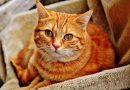 Key Questions to Ask Your Cat’s Vet