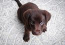 Tips for Housebreaking Your New Puppy